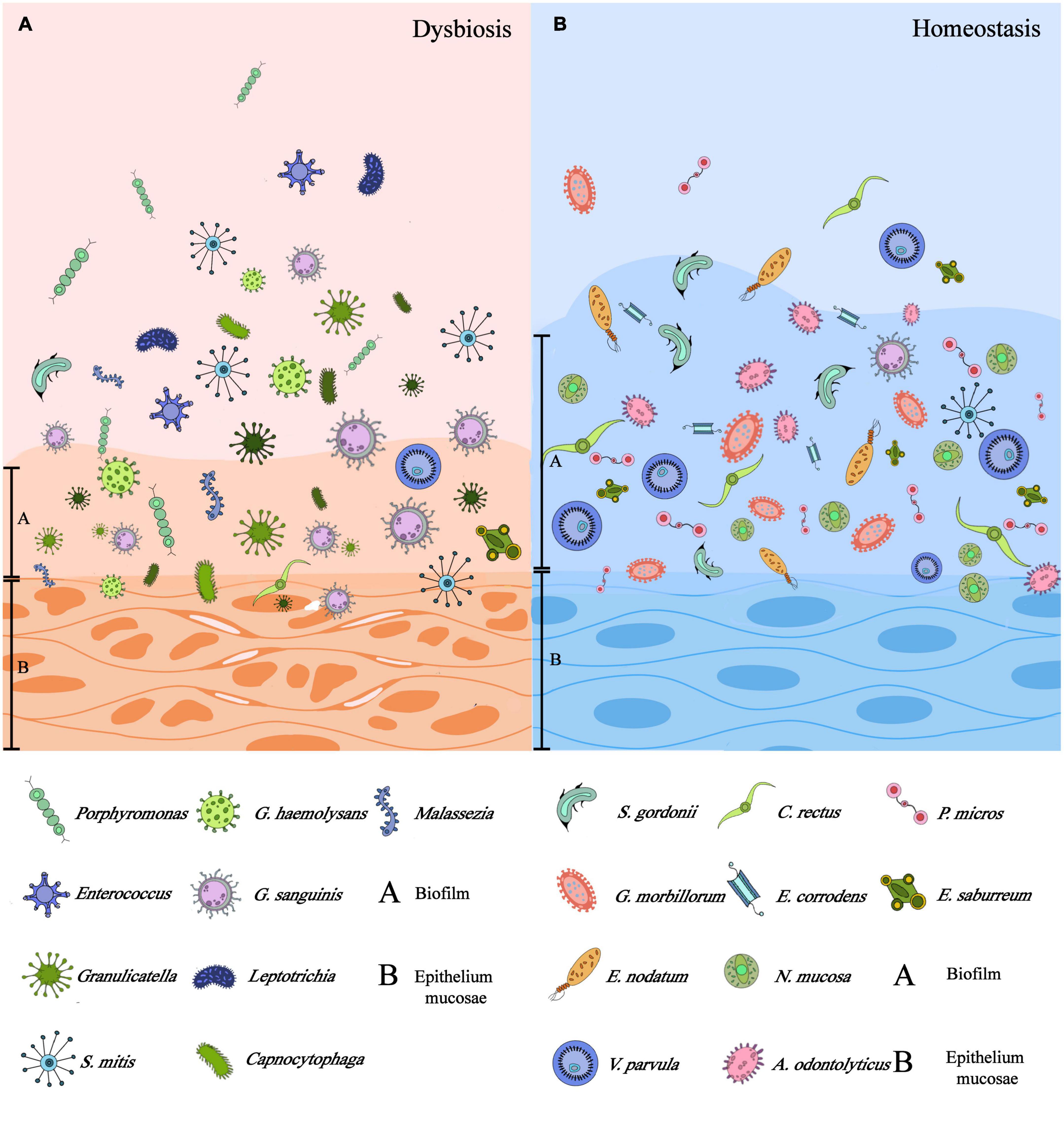 Oral microbiota dysbiosis accelerates the development and onset of mucositis and oral ulcers